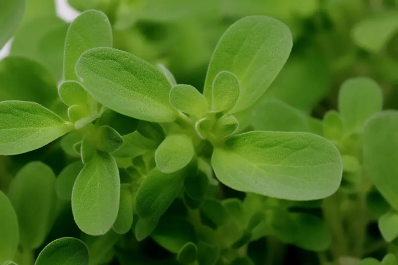 Chiết xuất thực vật