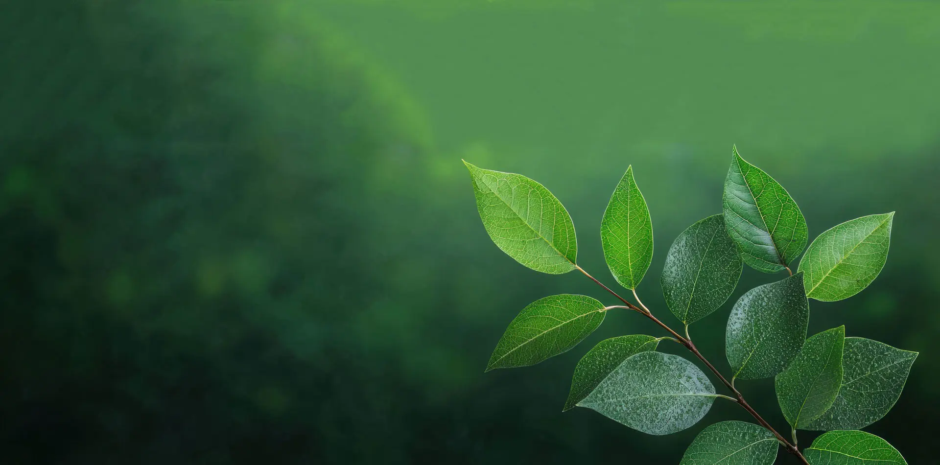 Eucommia chiết xuất Trung Quốc