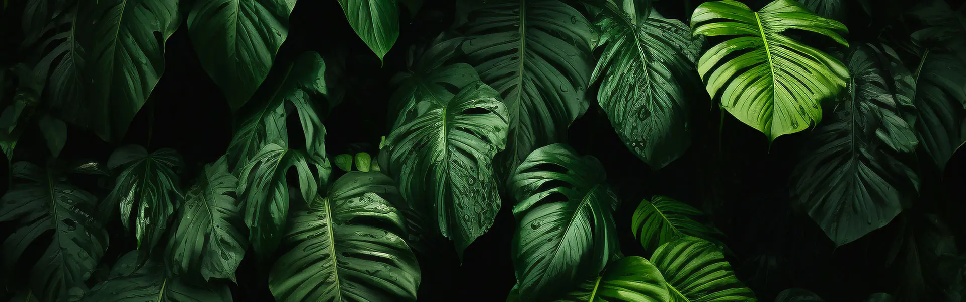 Giới thiệu Eucommia