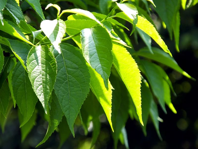 32 Điểm kiểm tra chất lượng của chiết xuất Eumommia: Cách chúng ta bảo vệ mọi giọt tinh chất tự nhiên