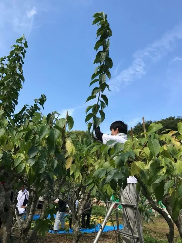 Làm thế nào để khí hậu cận nhiệt đới đóng góp vào các hoạt chất cao của Eumommia ulmoides?