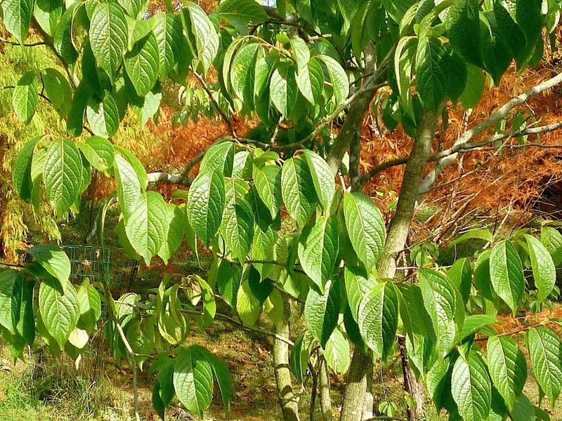 Chứng nhận FDA GRAS: Hộ chiếu cho Eucommia Extract