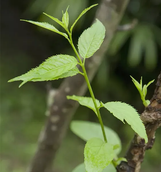 Tiền xử lý bốn bước của lá eumoma tươi