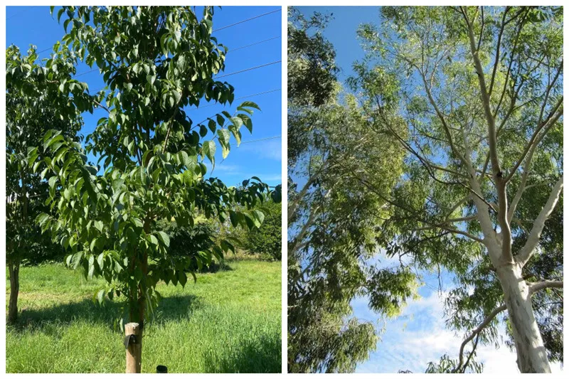 Bước đột phá công nghệ mười năm trong canh tác hữu cơ Eumommia ulmoides với thuốc trừ sâu hóa học bằng không