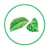 Eucommia Supercritical Fluid Extract